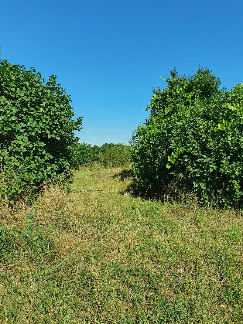Mezőszentgyörgy, Bajcsy-zs. utca 2.: lakóház · 52 500 Ft – árverés